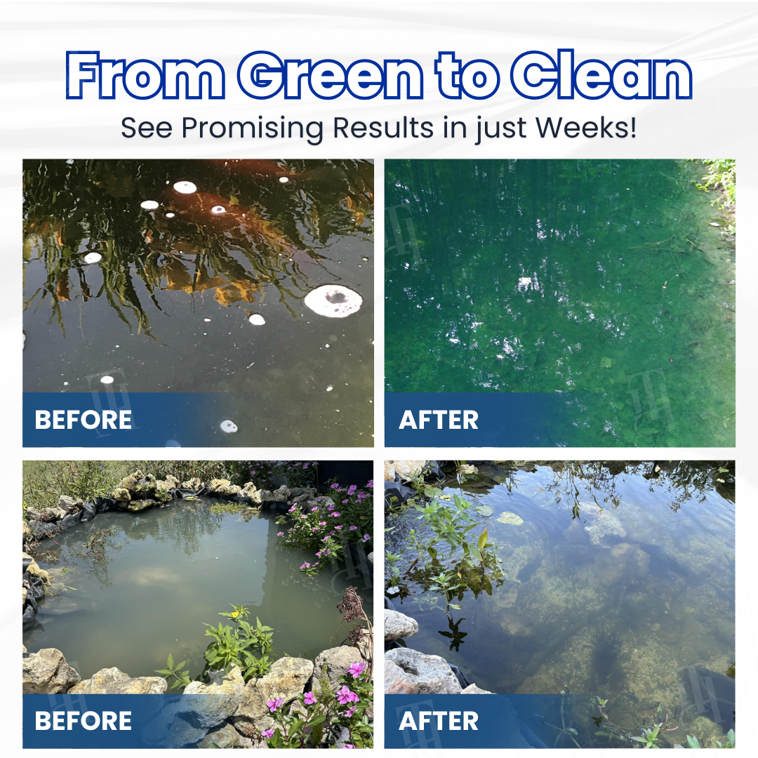 ✨ From Green to Clean Overnight! | ⏱️ Crystal Clear in 24 Hours! | Aqua-Guardian Pro Formula